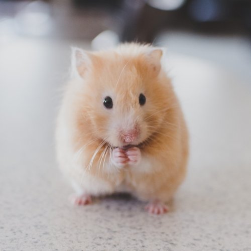 Goldhamster